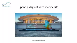 Spend a day out with marine life