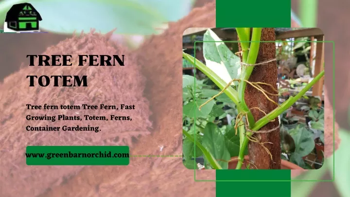 tree fern totem