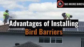 Advantages of Installing Bird Barriers