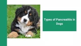 types of pancreatitis in dogs