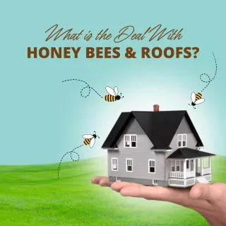 What is the deal with Honey Bees and Roofs?