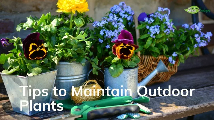 tips to maintain outdoor plants