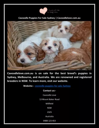 Cavoodle Puppies For Sale Sydney | Cavoodlelove.com.au