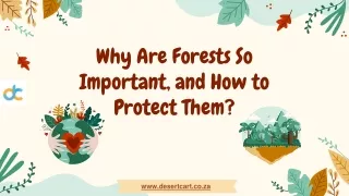 why are forests so important and how to protect them