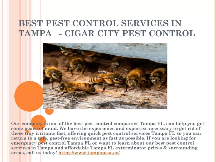 best pest control services in tampa cigar city pest control