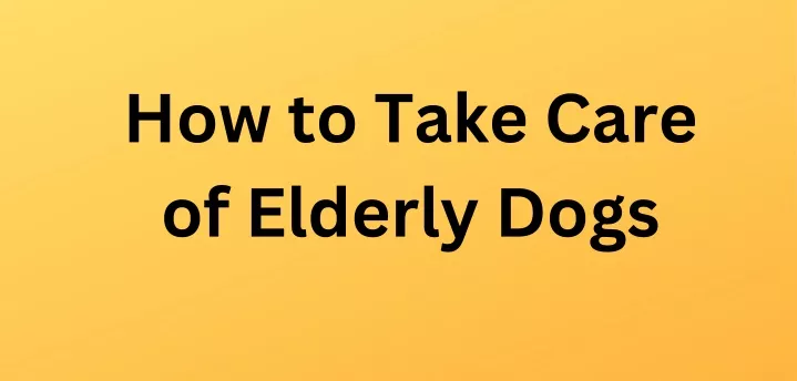 how to take care of elderly dogs