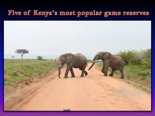 five of kenya s most popular game reserves