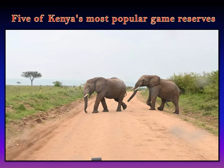 five of kenya s most popular game reserves