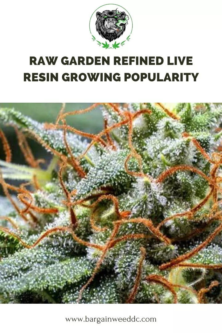 raw garden refined live resin growing popularity