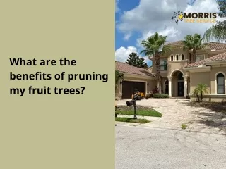 What are the benefits of pruning fruit trees?