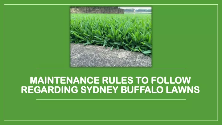 maintenance rules to follow regarding sydney buffalo lawns