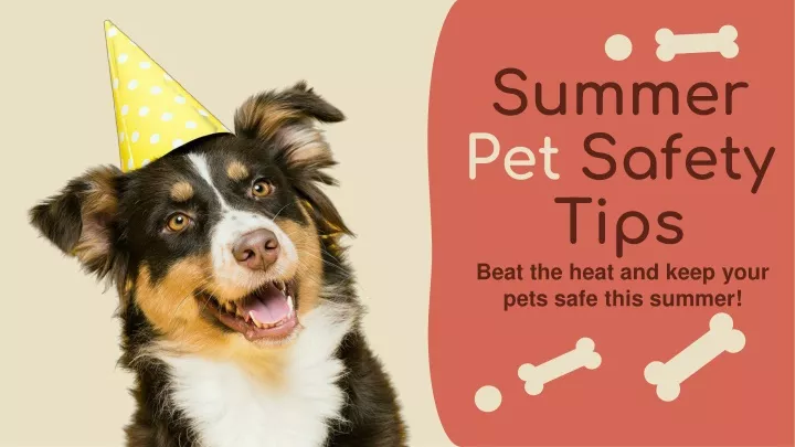 summer pet safety tips beat the heat and keep