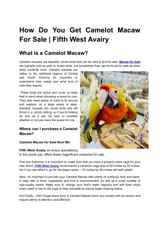 How Do You Get Camelot Macaw For Sale _Fifth West Avairy