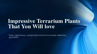 Impressive Terrarium Plants That You Will love