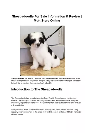 Sheepadoodle For Sale Information & Review | Mutt Store Online