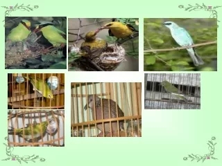 Âm nhạc lớp 7 -  Tiết 12 - Học hát: Khúc hát chim sơn ca - Châu Xuân