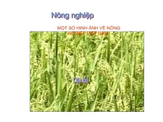 Bài giảng Địa lý Lớp 3 - Bài 10: Nông nghiệp