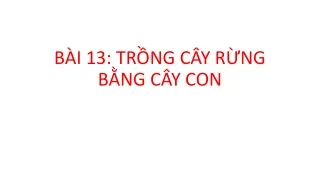 Bài giảng Nghề Lớp 11 - Bài 13: Trồng rừng bằng cây con
