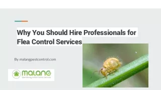 Why You Should Hire Professionals For Flea Control Services