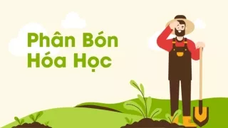 Bài giảng Hóa học 9 - Bài 11: Phân bón hóa học