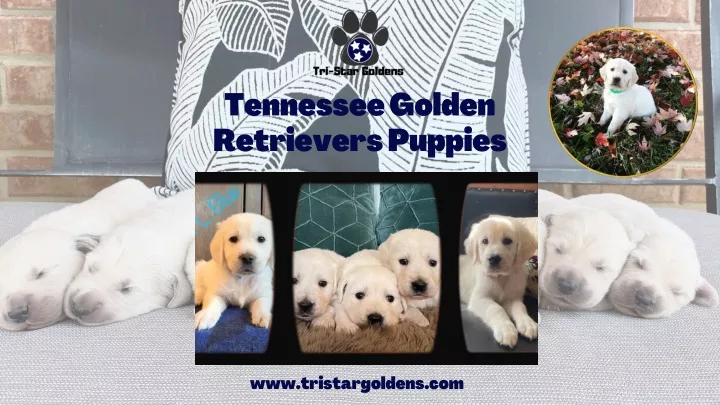 tennessee golden retrievers puppies