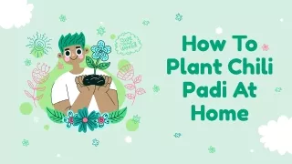 How To Plant Chili Padi At Home