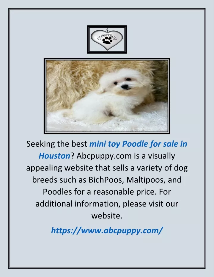 seeking the best mini toy poodle for sale