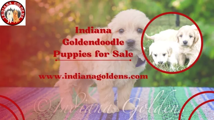 indiana indiana goldendoodle goldendoodle puppies