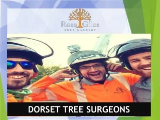 dorset tree surgeons