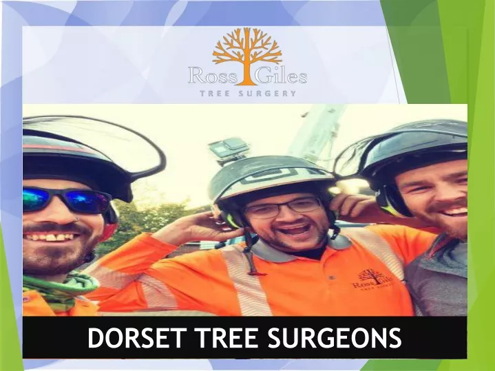 dorset tree surgeons