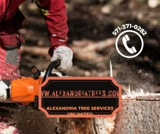 Tree service in Alexandria Virginia