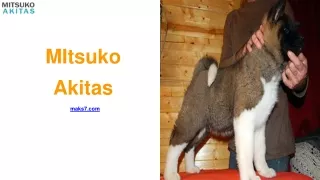 AKC Akita Puppies Price - MItsuko Akitas