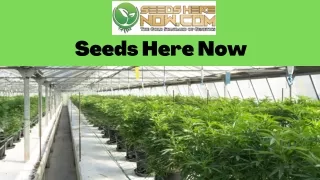 5 Markers of Quality Hemp Seed Banks