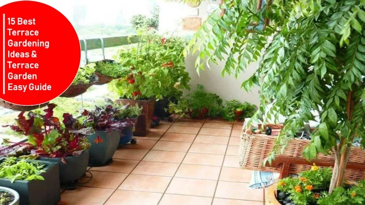 15 best terrace gardening ideas terrace garden