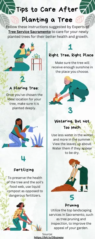 Tips to Care After Planting a Tree