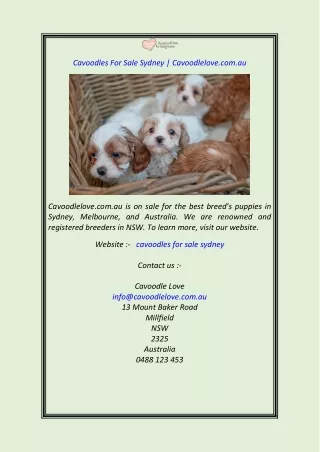 Cavoodles For Sale Sydney Cavoodlelove.com.au