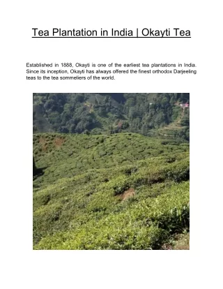 Tea Plantation in India  | Okayti Tea