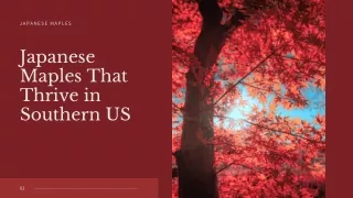 japanese maples