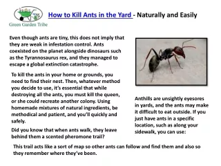 How to Kill Ants in the Yard - Naturally and Easily - Patricia Godwin