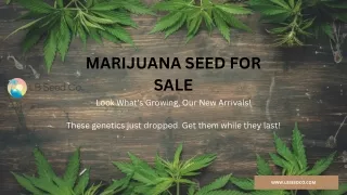Marijuana Seed For Sale | LB Seed Co
