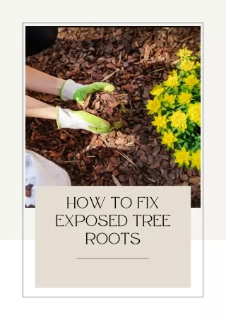 How to Fix Exposed Tree Roots
