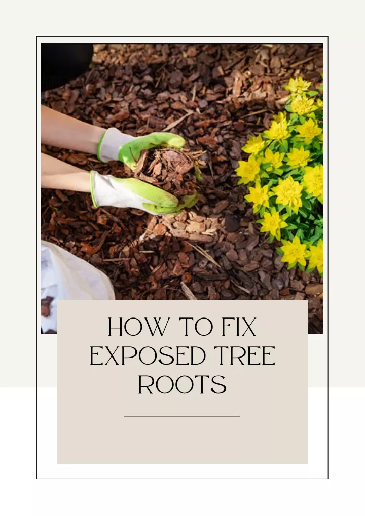 how to fix exposed tree roots