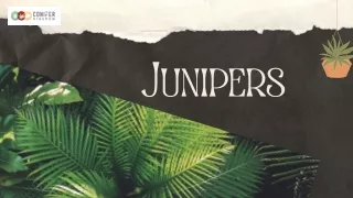 junipers