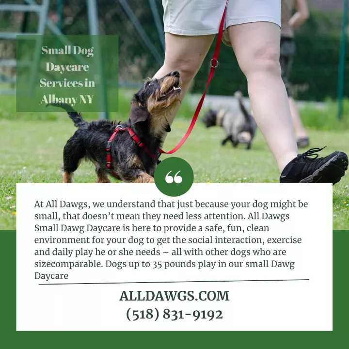 small dog daycare services in albany ny