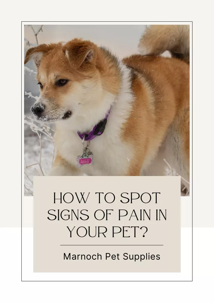 how to spot signs of pain in your pet