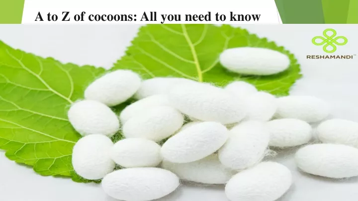 a to z of cocoons all you need to know
