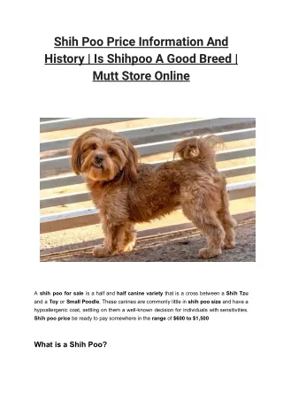 Shih Poo Price Information And History _ Is Shihpoo A Good Breed _ Mutt Store Online