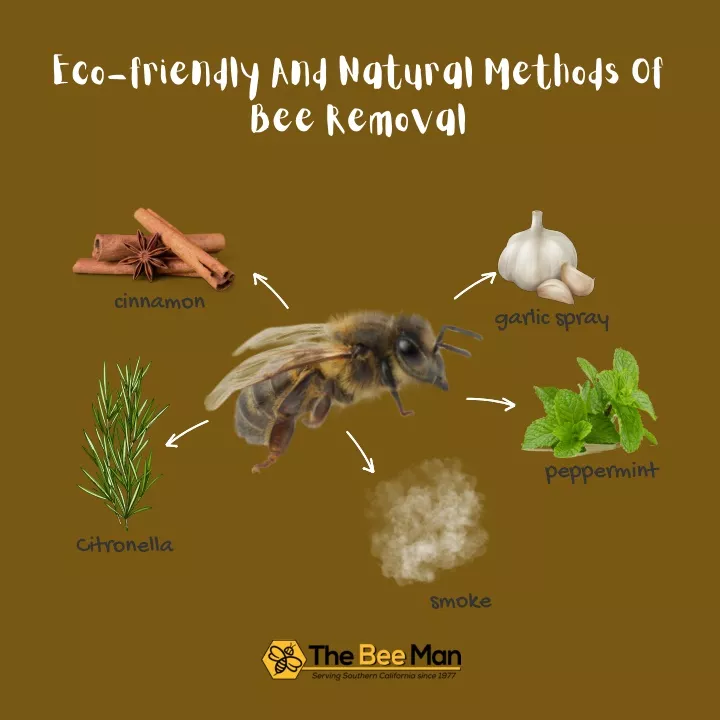 eco friendly and natural methods of bee removal