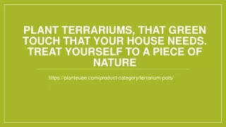 Plant terrariums, that green touch that your house needs.
