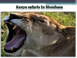 Kenya safaris In Mombasa